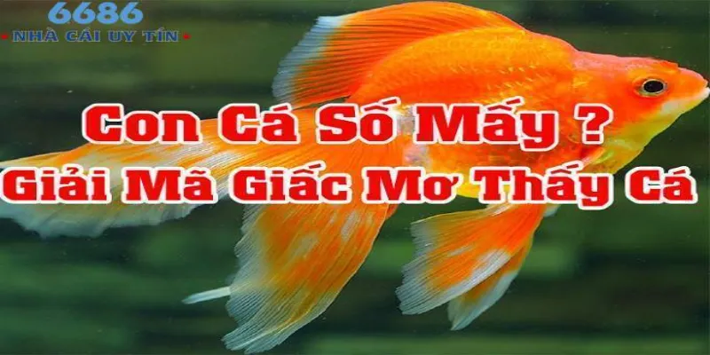 Lựa chọn ngay con số may mắn từ hình ảnh con cá