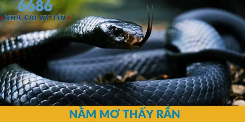 nằm mơ thấy rắn