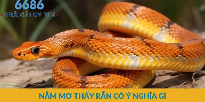 Nằm mơ thấy rắn có ý nghĩa gì