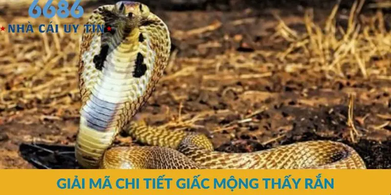 Giải mã chi tiết giấc mộng thấy rắn