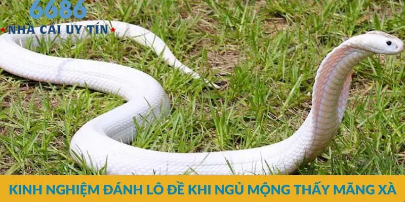 Kinh nghiệm đánh lô đề khi ngủ mộng thấy mãng xà